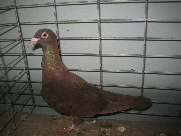 IMG_7914 - Lugoj 11 13 Noiembrie 2011