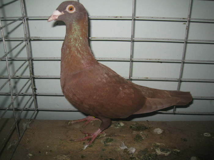 IMG_7916 - Lugoj 11 13 Noiembrie 2011