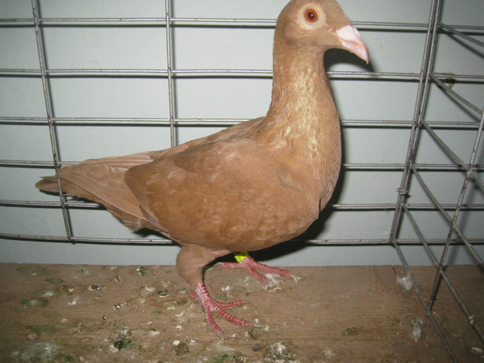 IMG_7917 - Lugoj 11 13 Noiembrie 2011