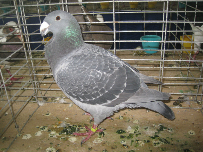 IMG_7919 - Lugoj 11 13 Noiembrie 2011