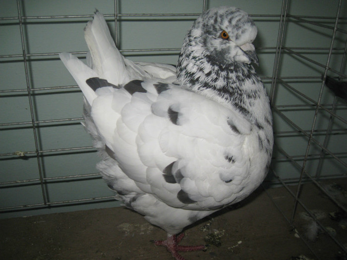 IMG_7920 - Lugoj 11 13 Noiembrie 2011