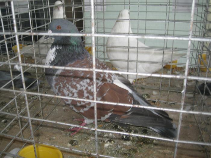 IMG_7921 - Lugoj 11 13 Noiembrie 2011