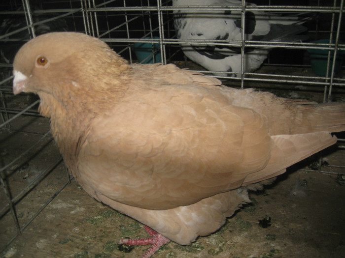 IMG_7922 - Lugoj 11 13 Noiembrie 2011