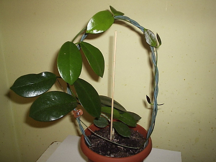 14.11.2011 - Hoya australis