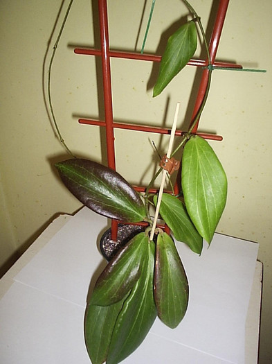 14.11.2011 - Hoya benguetensis