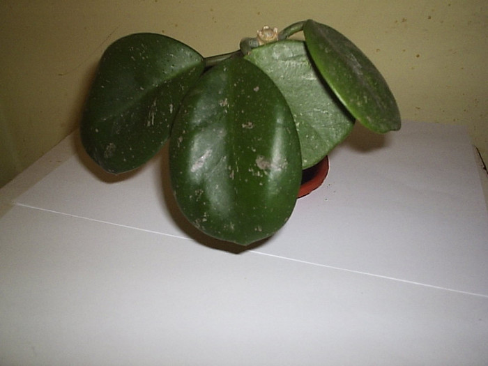 14.11.2011 - Hoya obovata