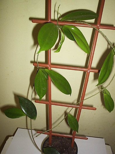 14.11.2011 - Hoya Samoensis