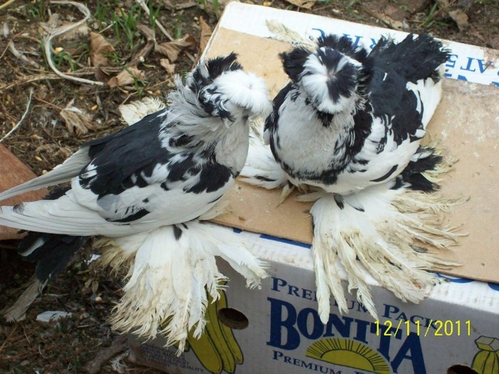 101_6672 - boxara