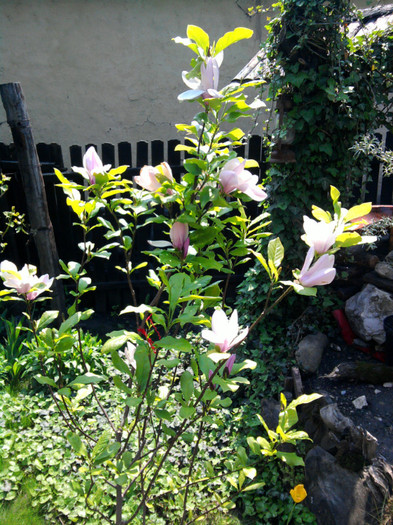 Fotografie0708; magnolia
