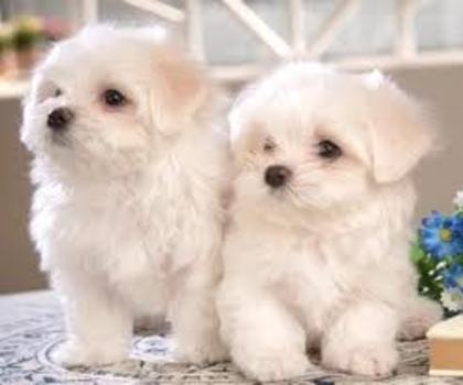 images (67) - poze animale