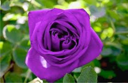 images (14) - poze flori