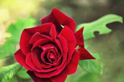 images (31) - poze flori