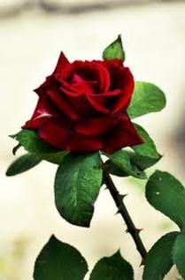 images (32) - poze flori