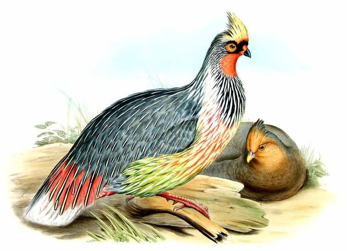 ithagine.ensanglantee.-JOHN GOULD - BLOOD-Ithaginis cruentus cruentus