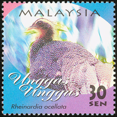 malaysia - CRESTED ARGUS-Rheinartia