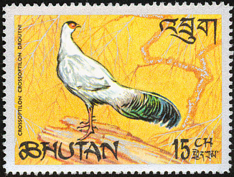 bhutan - white eared-C crossoptilon