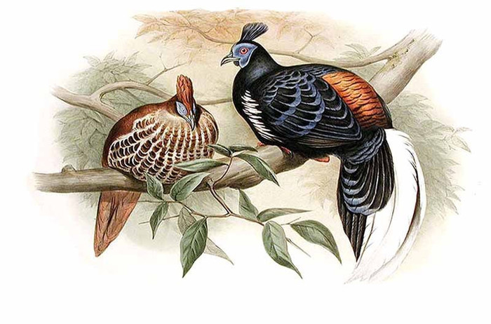 faisan.de.vieillot.l. ignita rufa-J.GOULD - crested fireback-L ignita