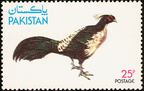 pakistan - kalij-L leucomelanos