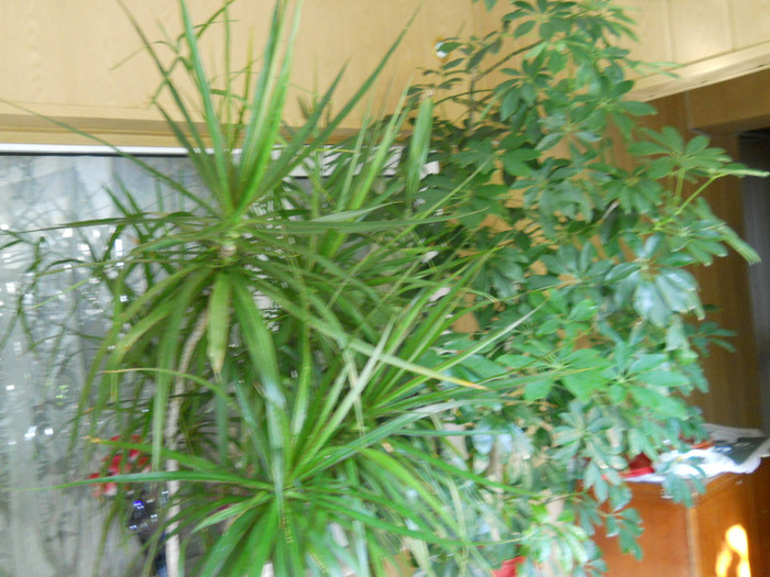 DSCN3238 - dracena