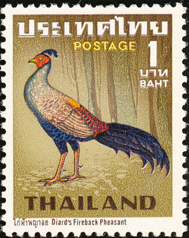 thailanda - siamese fireback-L diardi