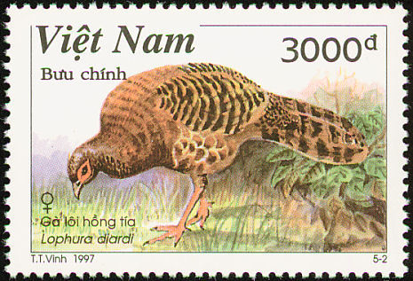 vietnam 1 - siamese fireback-L diardi