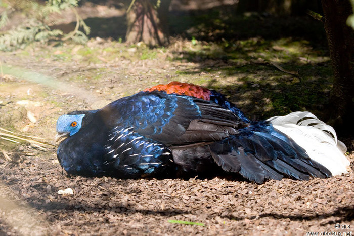 faisan.du.vietnam.alrs.1g - vietnamese pheasant-L hatinhesis