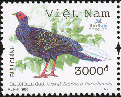 vietnam - vietnamese pheasant-L hatinhesis