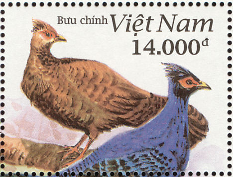 L.imperialis - vietnamese pheasant-L hatinhesis