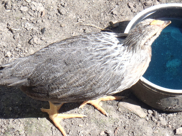 IArg domnisoara la apa 5 sapt 2011 - 2011