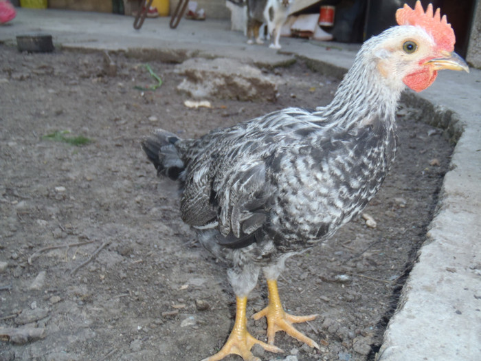 Iarg curios la 5 sapt 2011 - 2011