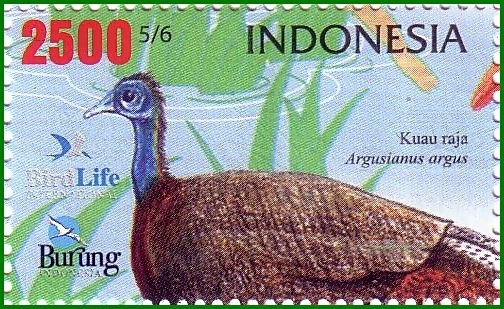 indonesia - GREAT ARGUS-Argusianus