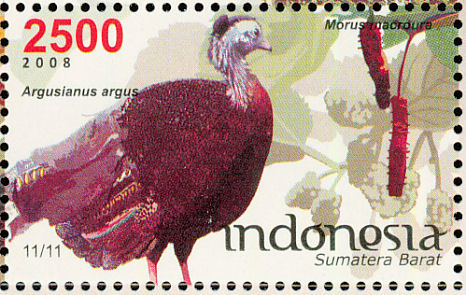 indonesia 2 - GREAT ARGUS-Argusianus