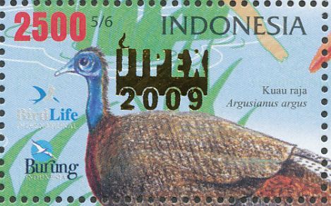 indonesia 3 - GREAT ARGUS-Argusianus