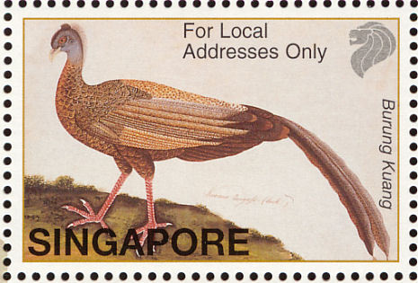 singapore - GREAT ARGUS-Argusianus