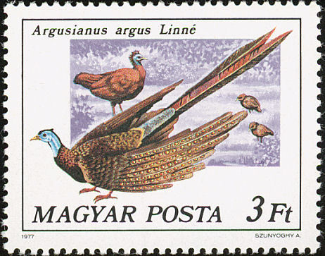ungaria - GREAT ARGUS-Argusianus