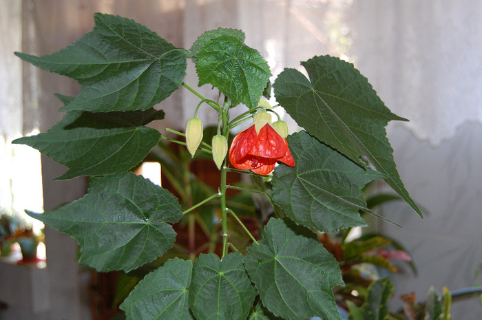 ABUTILON - ALBUM 2011