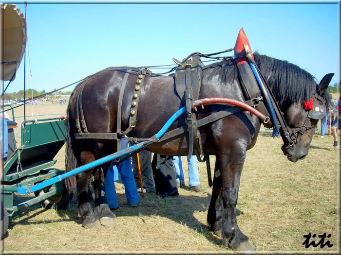 2q2fevt - concours percheron 2011