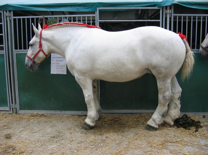 1101004 - concours percheron 2011