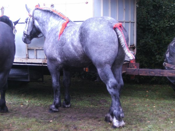 3029543596_1_3_TZCU1Fqf - concours percheron 2011