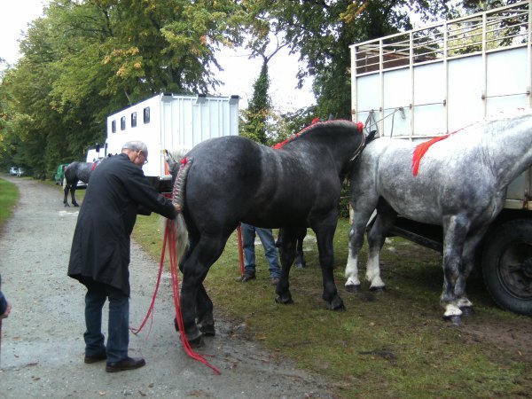 3029543596_1_7_7T8HREBE - concours percheron 2011