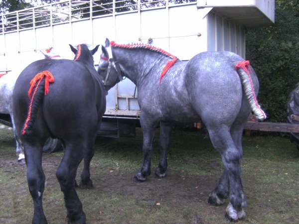 3029543596_1_11_lZxi8MoX - concours percheron 2011