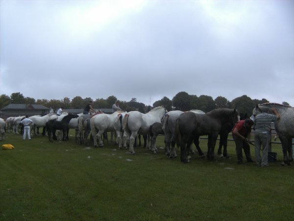 3029543596_1_15_V05SubPt - concours percheron 2011