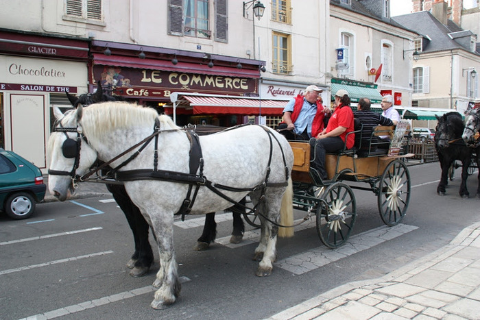 attelages  - concours percheron 2011