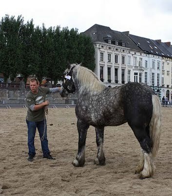 C. Totem 1 - concours percheron 2011