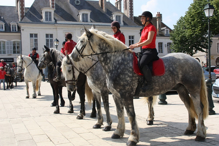 chevaux sur la place - concours percheron 2011