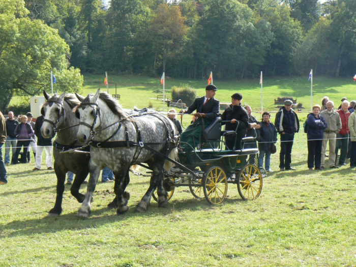 haras-du-pin-2010-499 - concours percheron 2011