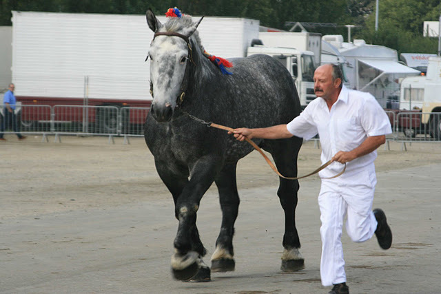 IMG_4050 comp - concours percheron 2011