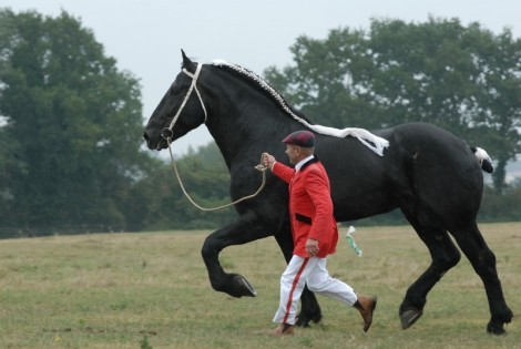 LUC_0105-470x315 - concours percheron 2011