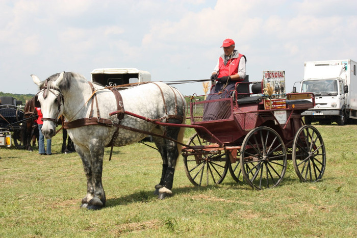 martial et neige - concours percheron 2011