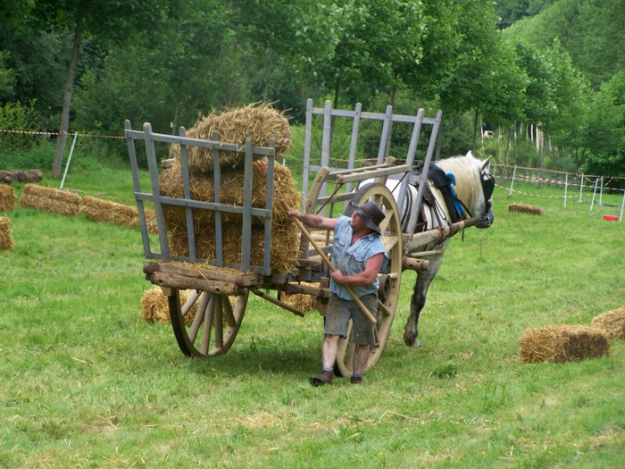 Pic224 - concours percheron 2011